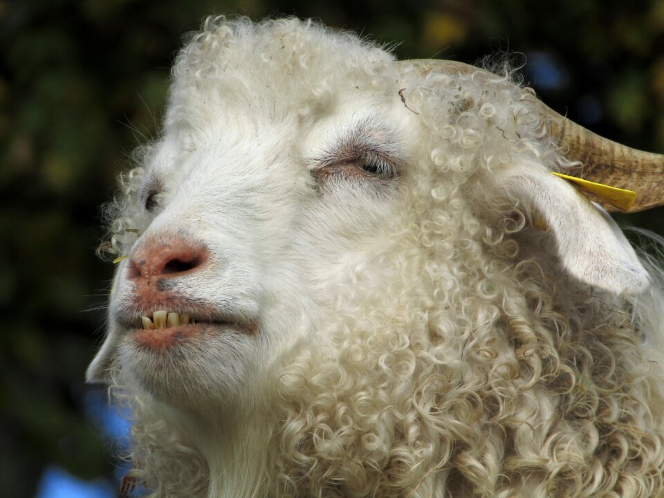 Herbivore sheep ovine