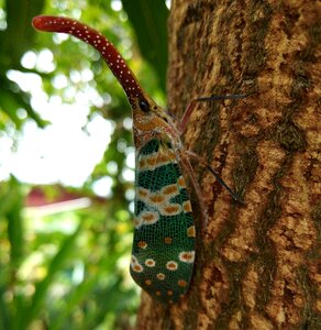 Nature pyrops candelaria insects beautiful