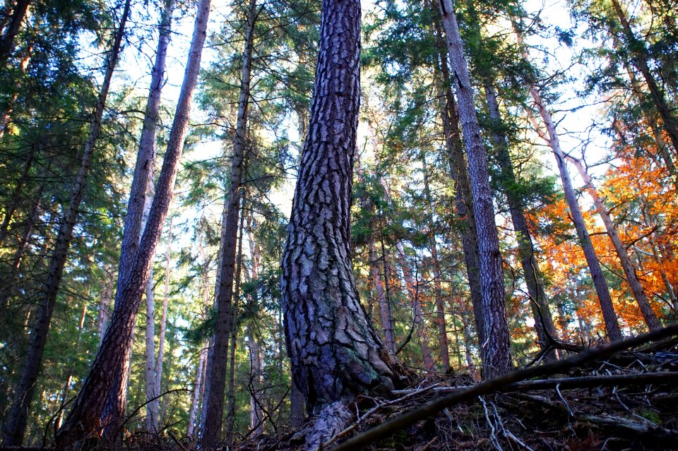 Forest autumn conifer