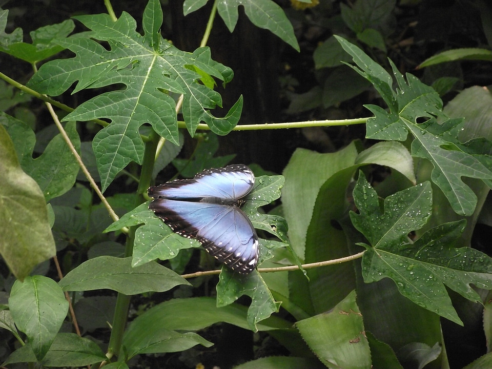 Wildlife bug bright
