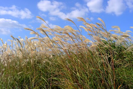 Silver grass reeds reed beds