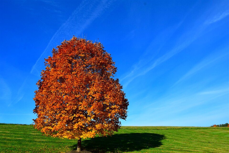 Colorful sky leaves