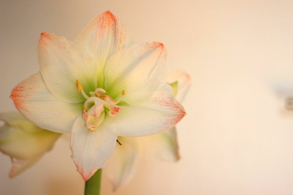 Amaryllis blossom bloom