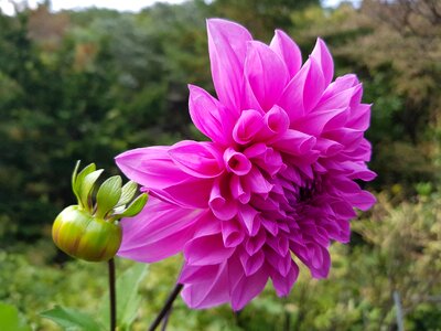 Pink alia pretty flowers bud