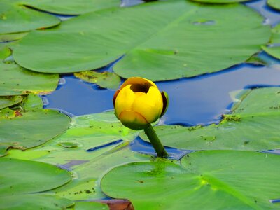 Flower yellow
