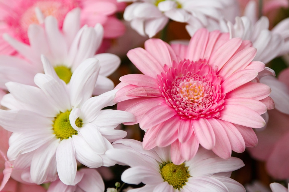 Blossom bouquet bright