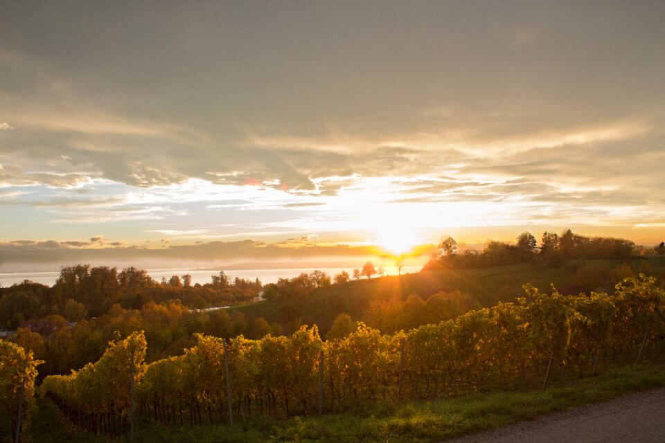 Lake constance vines autumn