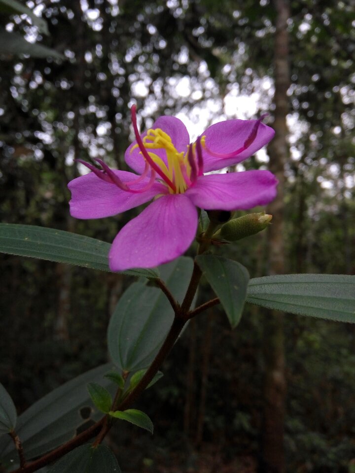 Pink nature forest