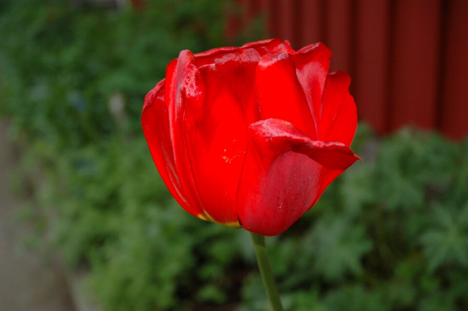 Nature petal tulipan