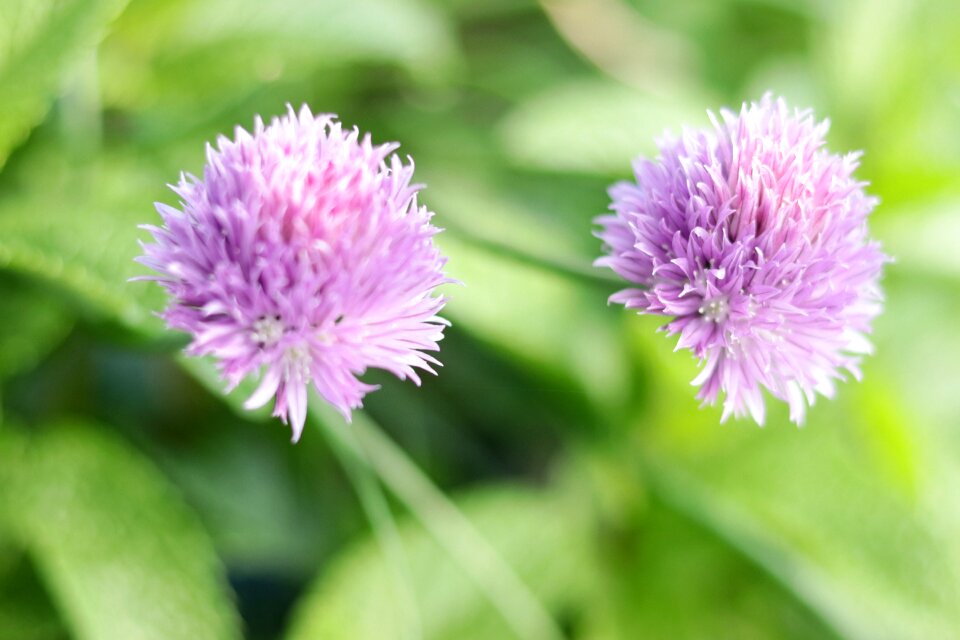 Flowers purple