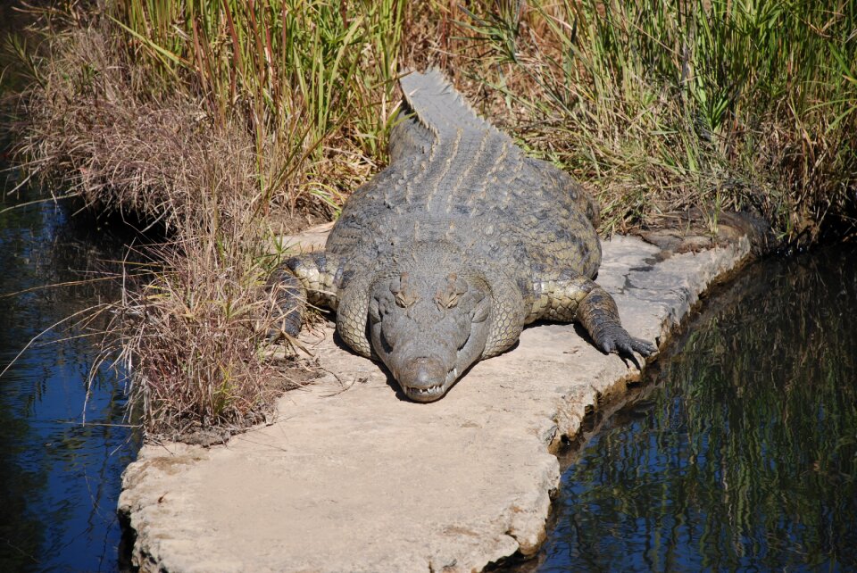 Carnivore reptile dangerous