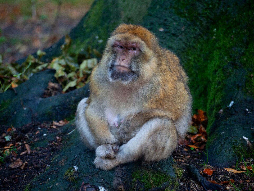 Monkey african monkey