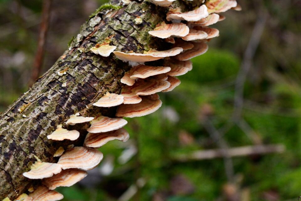 Tree fungi mushroom forest mushrooms