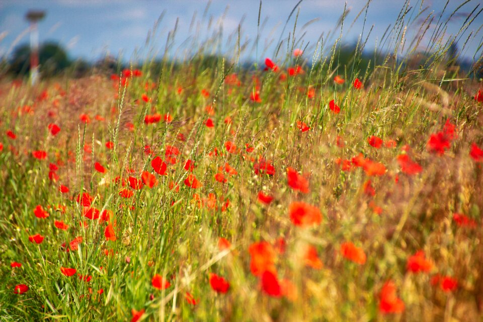 Poppy meadow summer