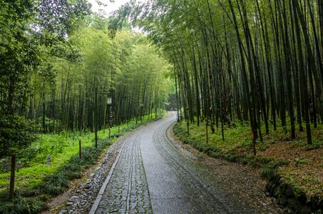 Green bamboo road