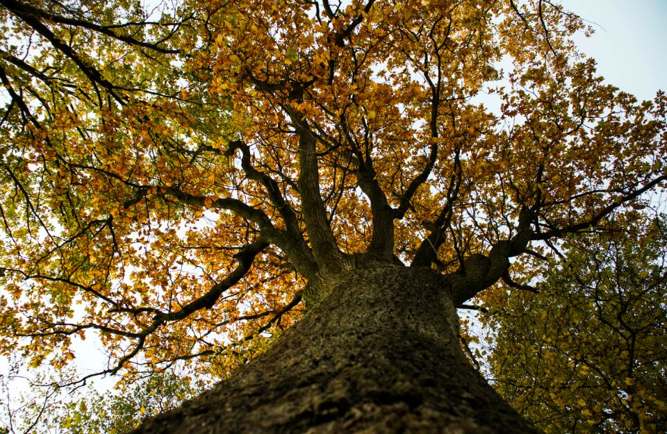 Fall leaves fall color golden