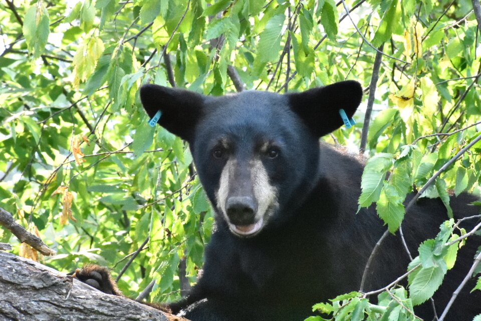 Research black bear outdoor