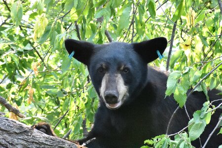 Research black bear outdoor photo