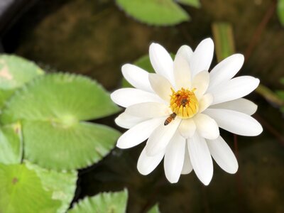 White plant adopt honey