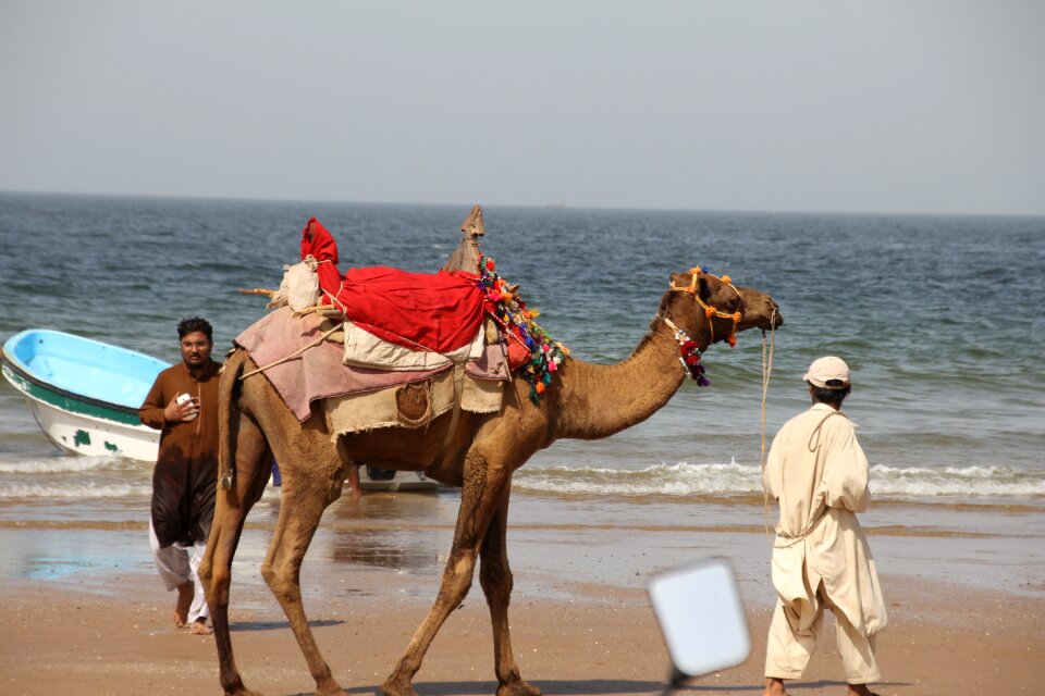 Camel beach summer