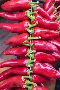 Red pepper espelete spicy photo
