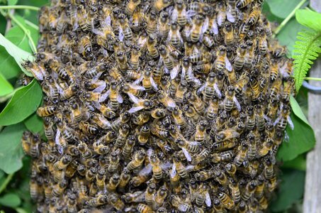 Swarm brown bee photo