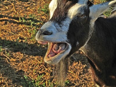 Farm mammals animals