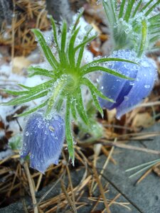 Primula spring phlomis