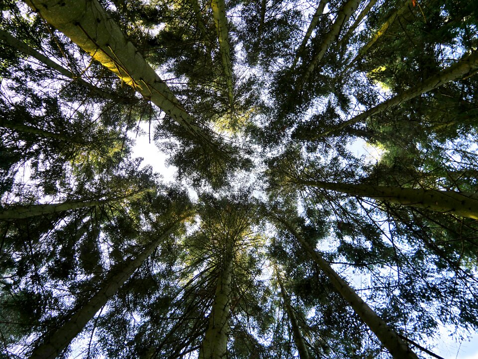 Branches sky light