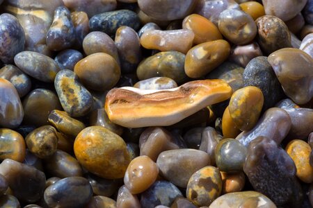 Wood wet sea photo