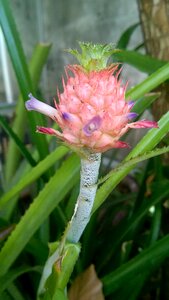 Left cluster flower