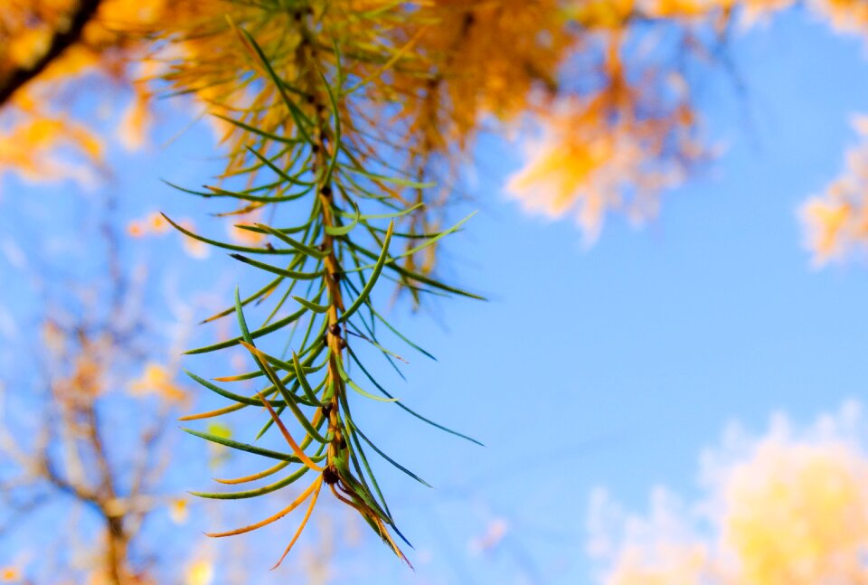 Larch needles sun