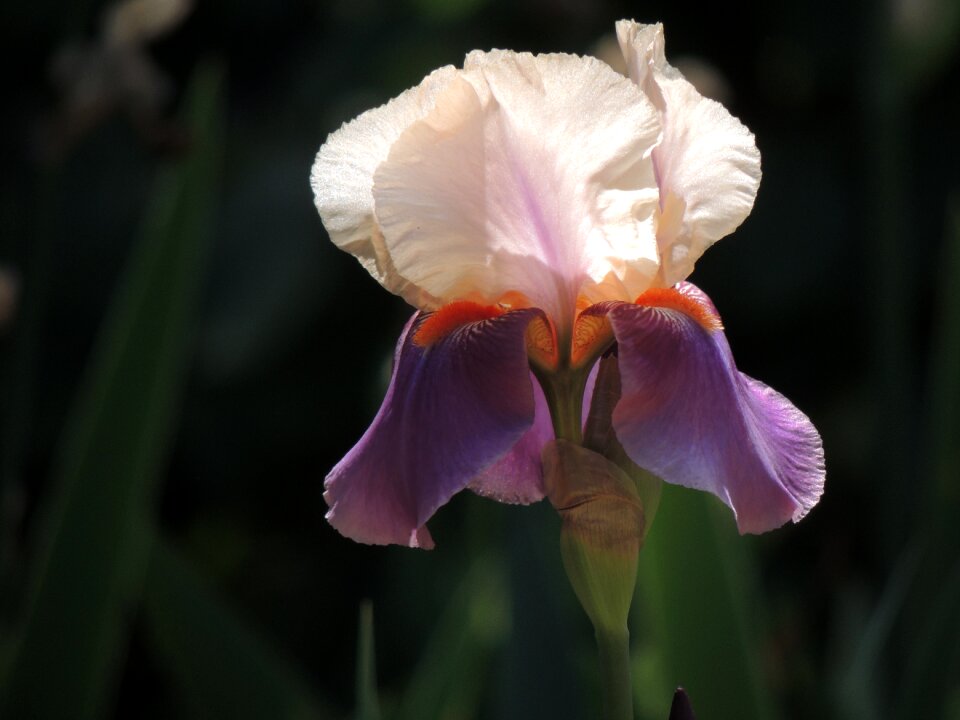 Bloom iris