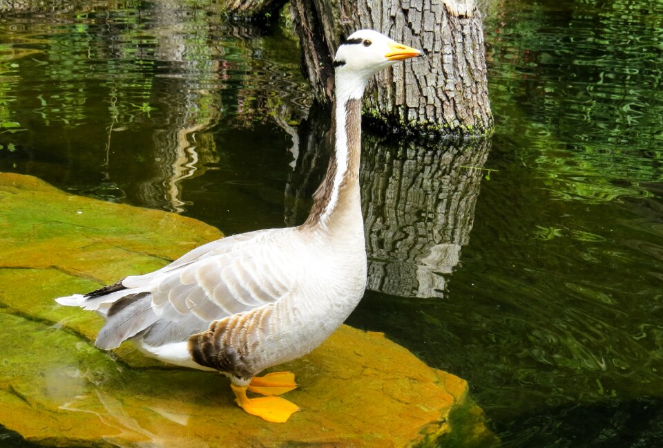 Water bird plumage poultry