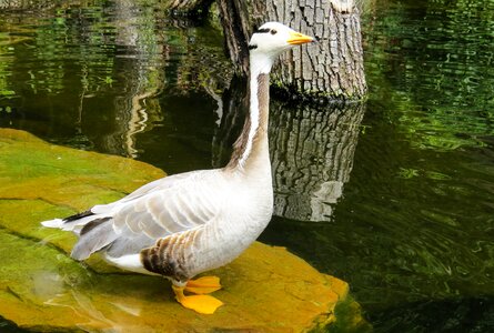 Water bird plumage poultry