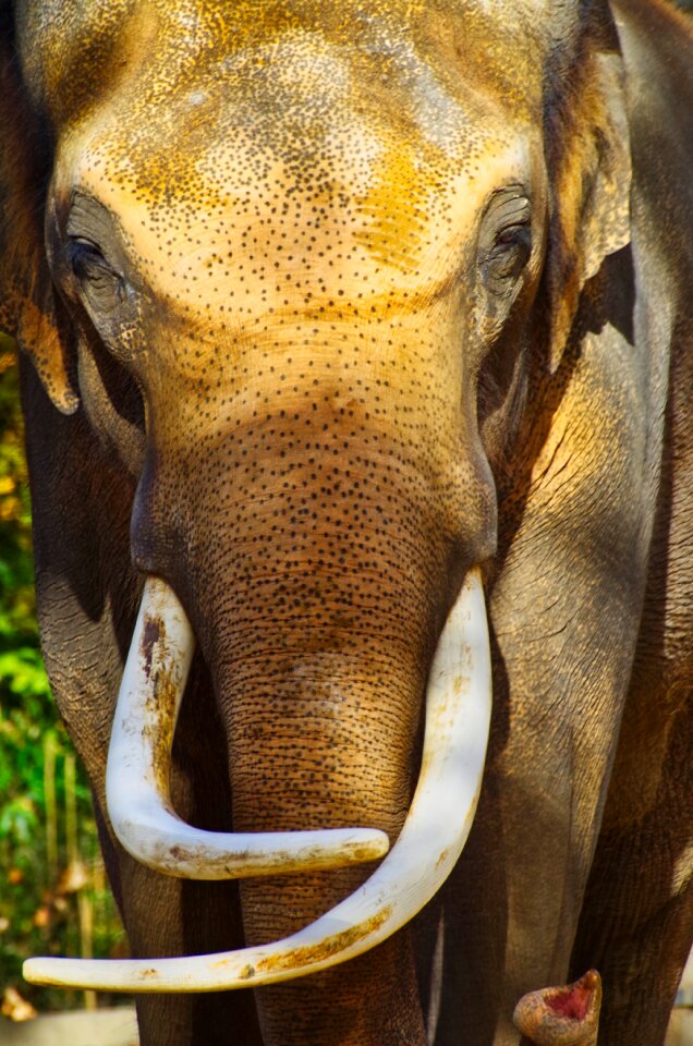 Mammal herbivores endangered