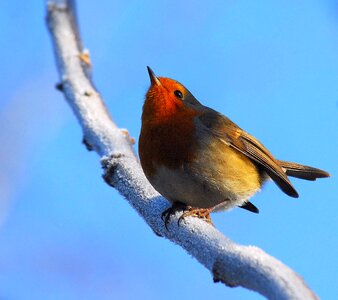 Animal songbird small bird