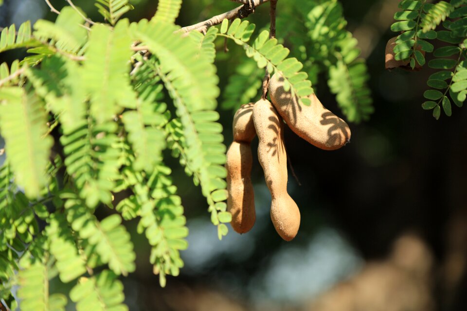 Sour bean tree ripe
