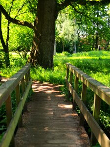 Wood green nature