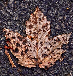 Road autumn morning