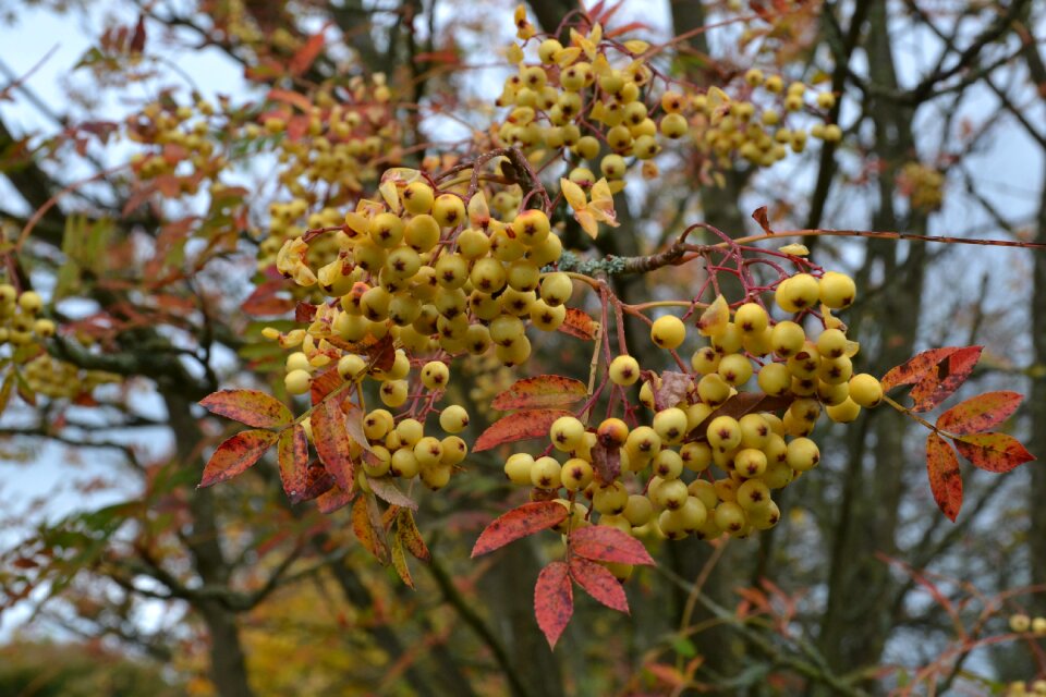 Colour yellow leaves