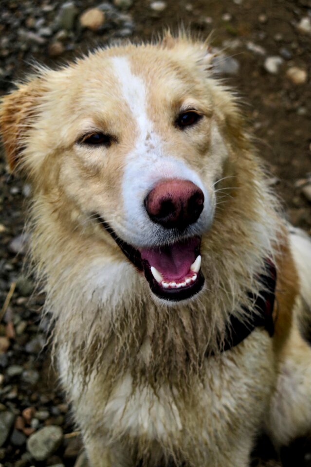 Dirty dirty hair dog dog face