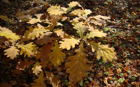 Bokeh nature leaves