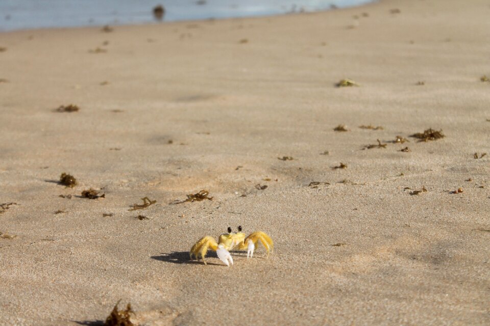 Sand cancer summer