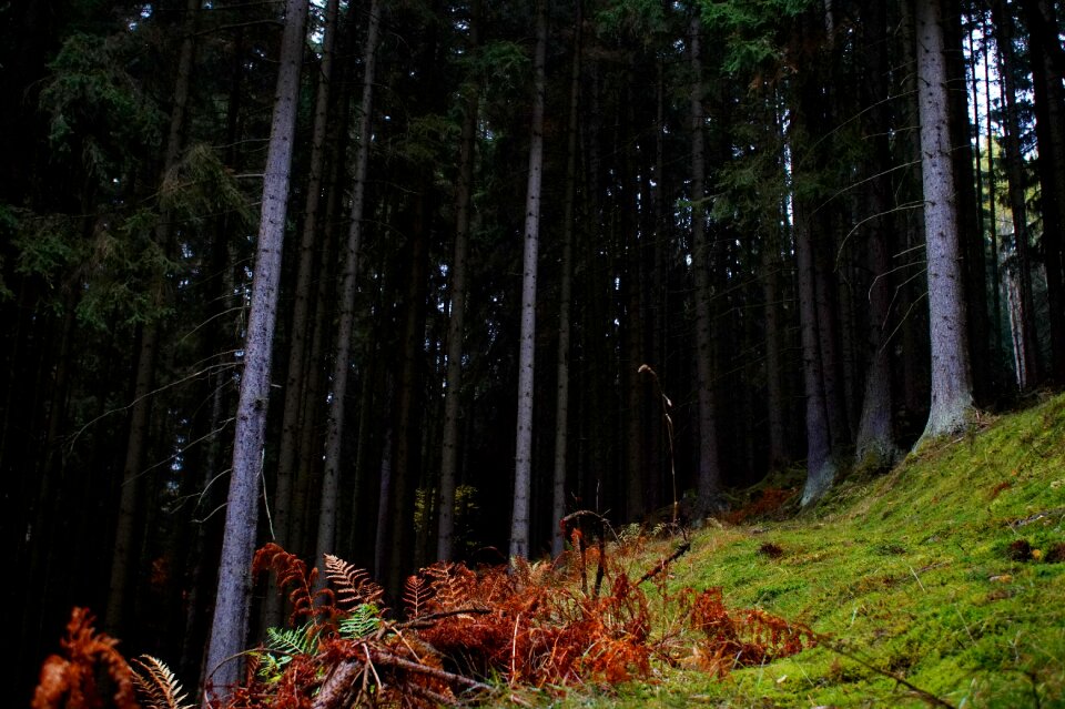 Green grass spruce