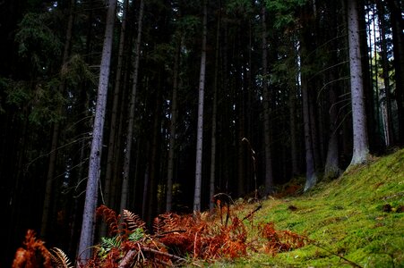 Green grass spruce