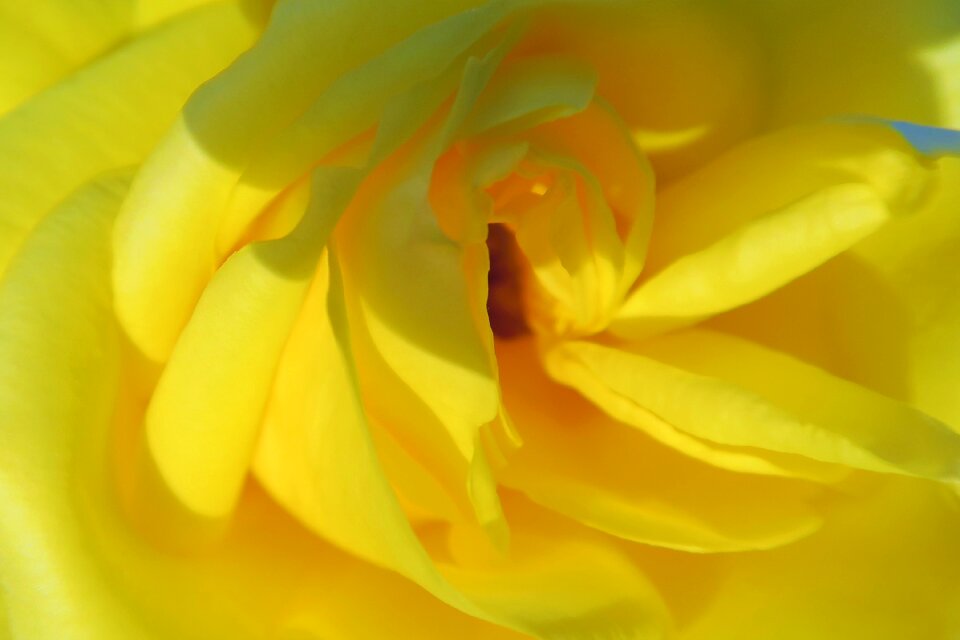 Nature flower romantic