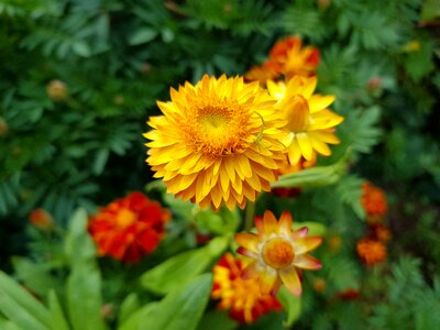 Straw flower autumn garden fall garden