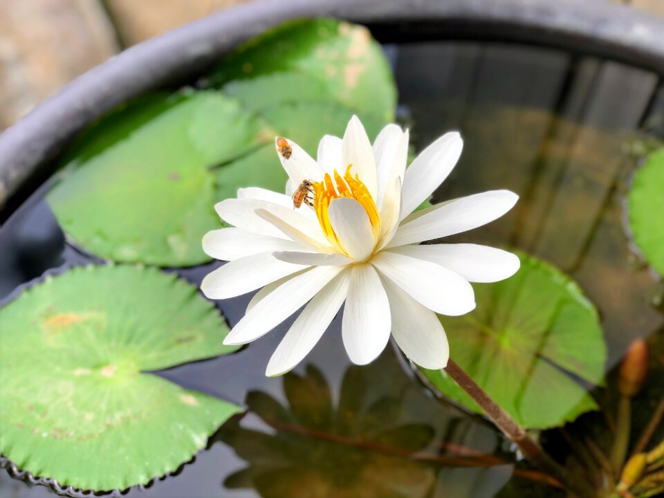 White plant reflection