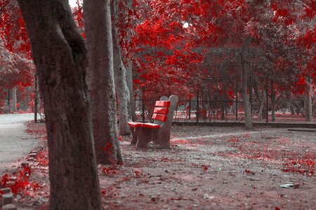Fall tree bench photo